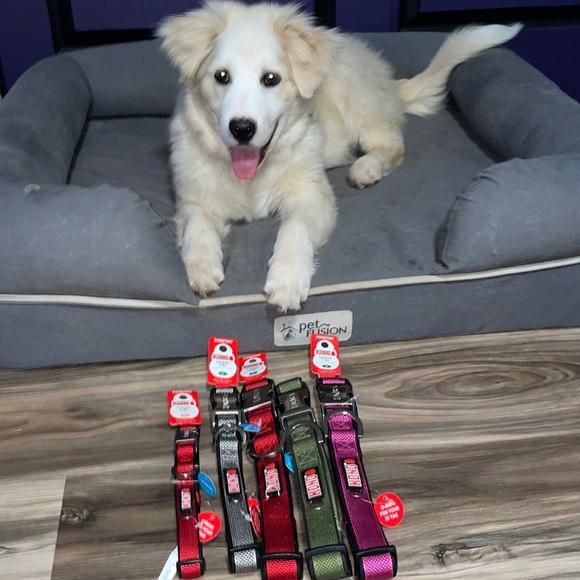 Kong Dog Nwt Kong Padded Collar Various Sizes Poshmark